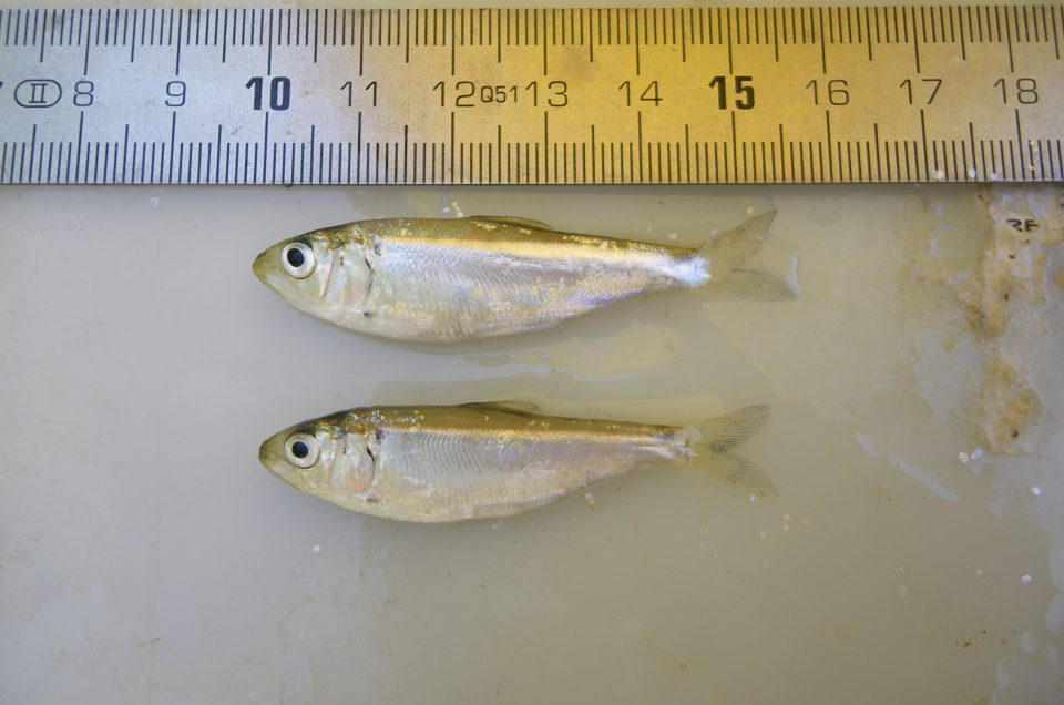 New publication! Quantification of land-sea nutrient fluxes supplied by allis shad across the species’ range